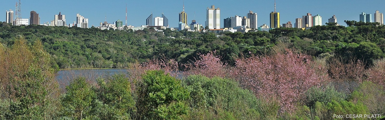 cerejeiras em cascavel